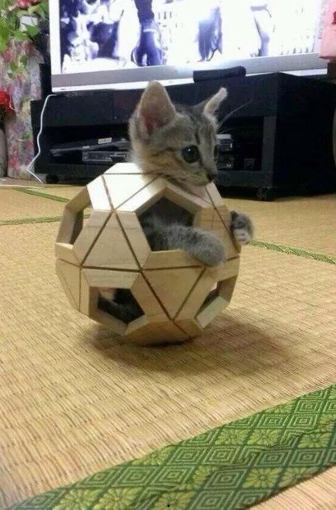 娱乐吃瓜酱猫叫喵喵喵,喵喵喵!娱乐吃瓜酱带你领略猫界趣味